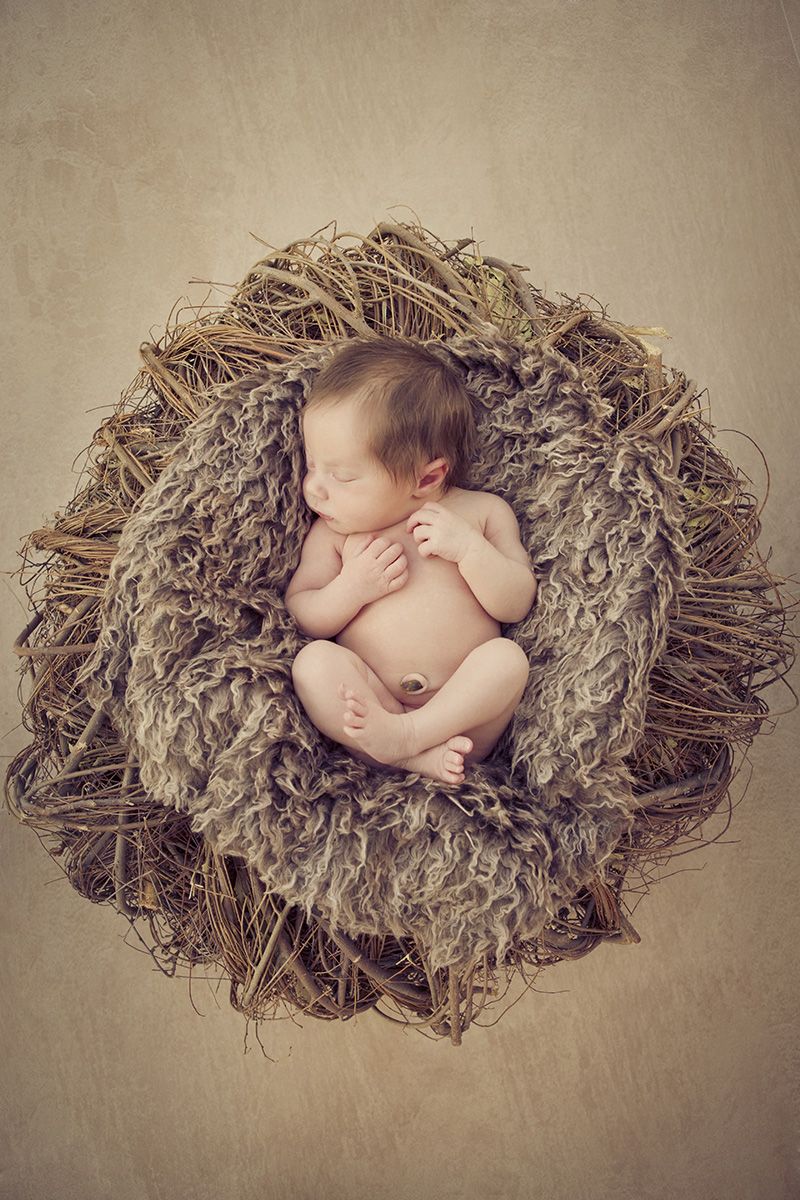 Neugeborenenfotos im Nest